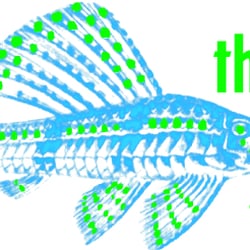 The Fish Guys