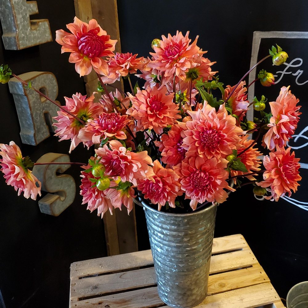 SHEPHERD’S GATE FLOWER FARM Updated June 2024 11 Photos 230