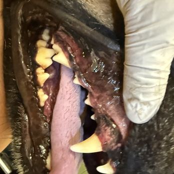 The Groom Room - Teeth cleaning - Pet Groomers Near Me - Apple Valley, California The Groom Room - Teeth cleaning - Pet Groomers Near Me - Apple Valley, California