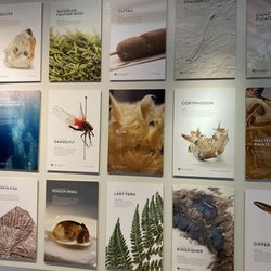 University of Colorado Museum of Natural History - Exhibits