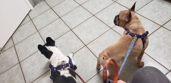 vca health associates animal hospital