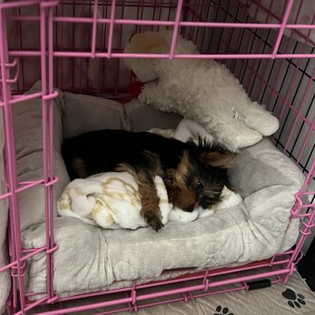 Diamond Doll Yorkies - Pet Breeders Near Me