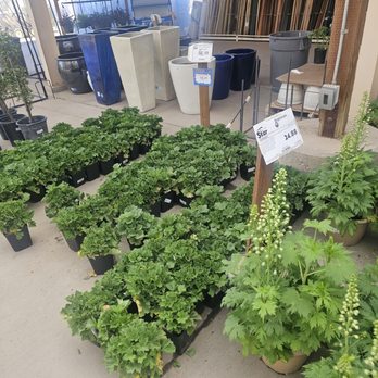 Star Nursery - Nurseries & Gardening Near Me - North Las Vegas, Nevada Star Nursery - Nurseries & Gardening Near Me - North Las Vegas, Nevada