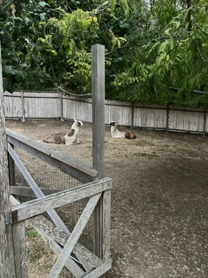 Stanford Inn & Resort on the Mendocino Coast by null