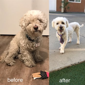 divine dog grooming salon