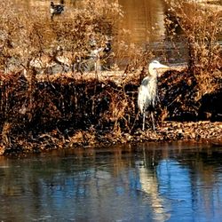 Joseph Bryan Park - Henry the Heron by the lake