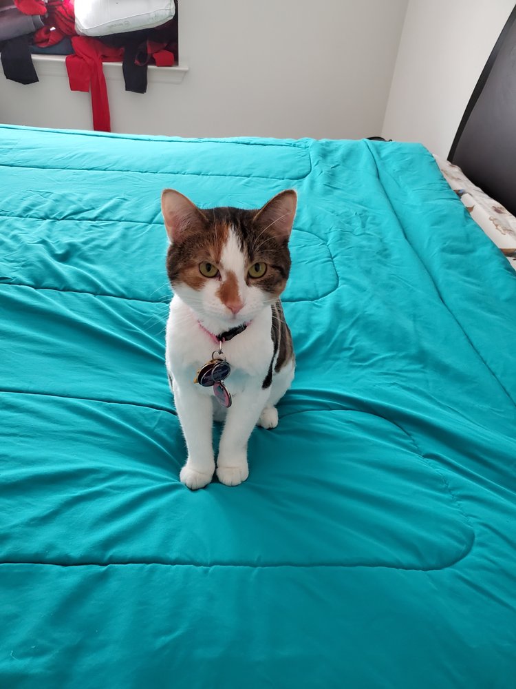 PAWS PET SALON 29 Photos & 34 Reviews 900 Mansell Rd, Roswell