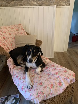 LePooch Chateau by null