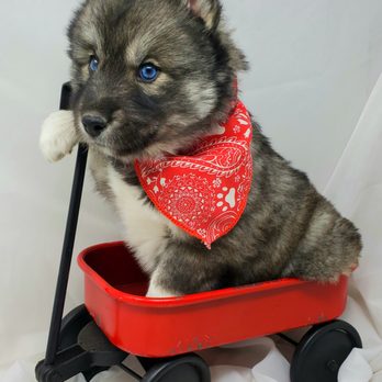 Skyler's Siberians - Pet Breeders Near Me Skyler's Siberians - Pet Breeders Near Me