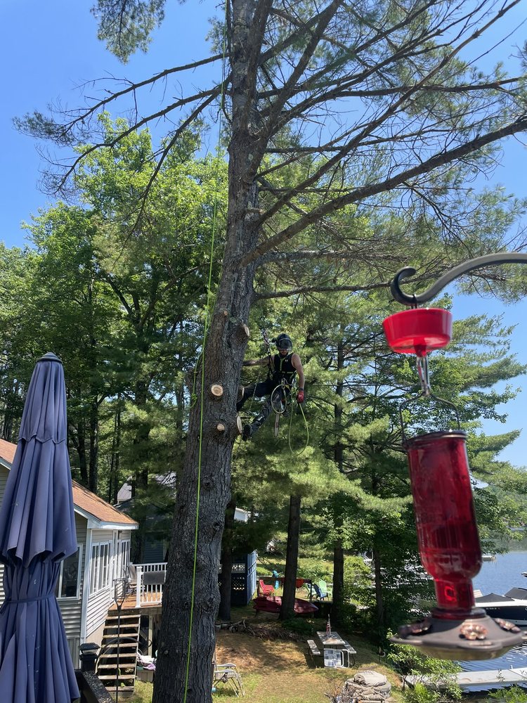 Dutil Tree - tree service in Augusta, ME