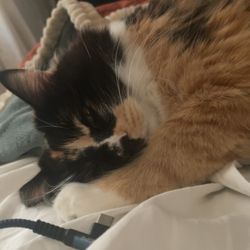 Kernville Animal Hospital - Gidget, my beautiful calico Kitty.