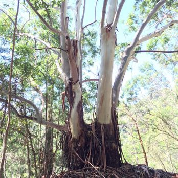 Kealia Trail - After the picnic table, you lose views but find beautiful eucalyptus trees - Hiking Near Me