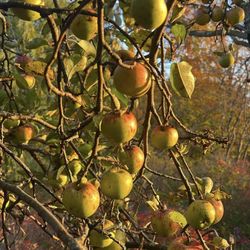 Treetops Cidery - Heirloom bumper crop out in the wild