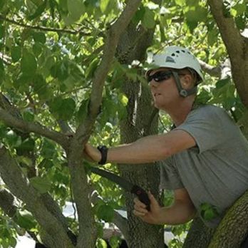 M & T Tree And Stump Removal - Tree Services Near Me - Papillion, Nebraska M & T Tree And Stump Removal - Tree Services Near Me - Papillion, Nebraska