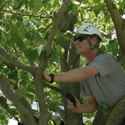 M & T Tree And Stump Removal