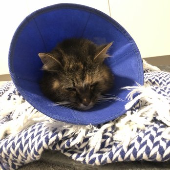 Veterinary Emergency Group - Cone of shame and sleepy. - Emergency Pet Hospital Near Me - San Ramon, California