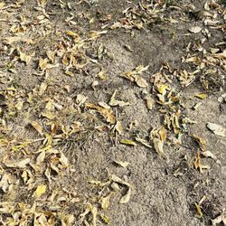 Brown Brothers' Lawn Care - Non-existent yard