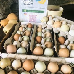Westfield Farm Table - Organic free range rainbow eggs on the harvest table @ Westfield FarmTable