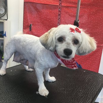Imperial Pet Grooming - Pet Groomers Near Me - Kissimmee, Florida Imperial Pet Grooming - Pet Groomers Near Me - Kissimmee, Florida