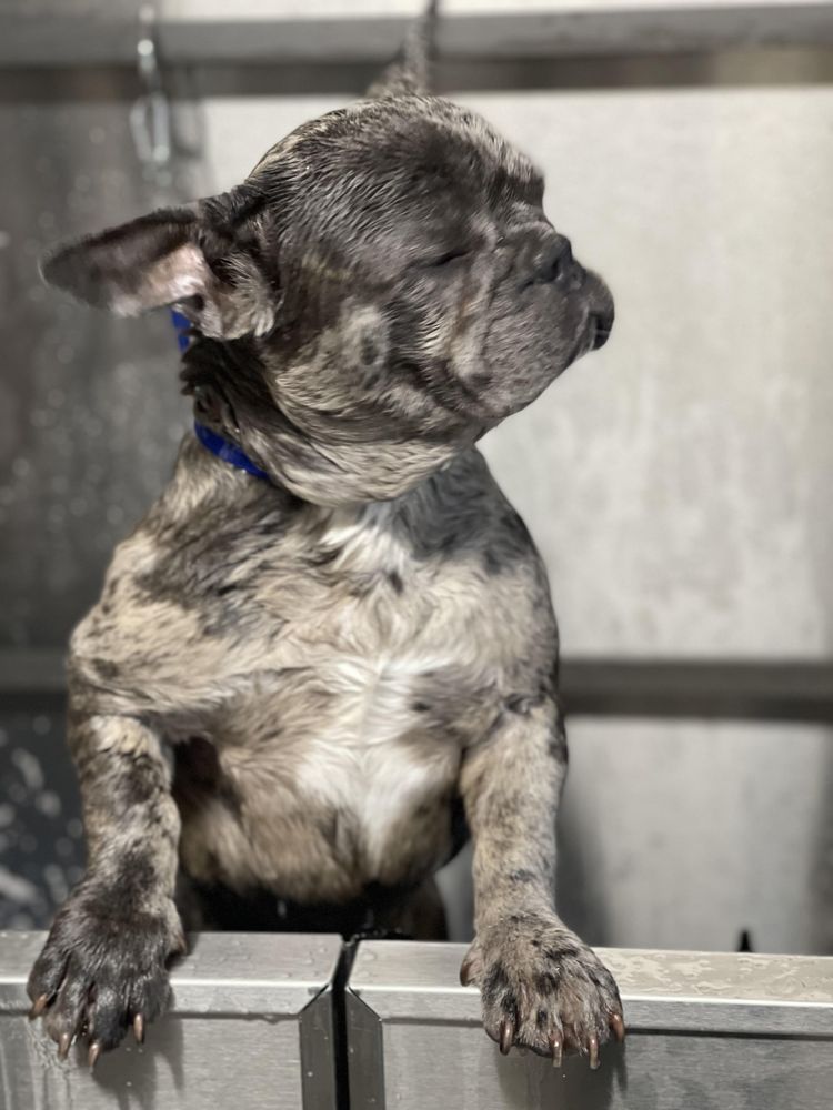 ZIA PET GROOMING Updated September 2024 37 Photos 2500 Central