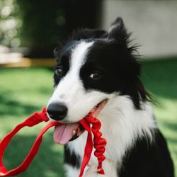 Dogs to Class