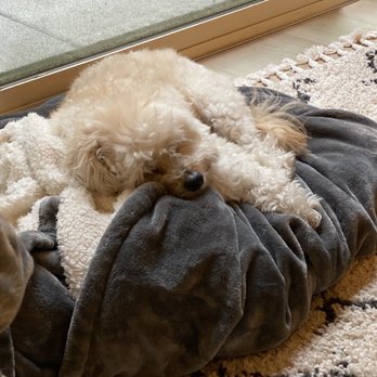 Hounds Abound - So tired after playing with his friends all day - Pet Sitting Near Me - Seattle, Washington Hounds Abound - So tired after playing with his friends all day - Pet Sitting Near Me - Seattle, Washington