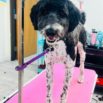 Pet Spa Too - Pet Groomers Near Me - Boise, Idaho Pet Spa Too - Pet Groomers Near Me - Boise, Idaho