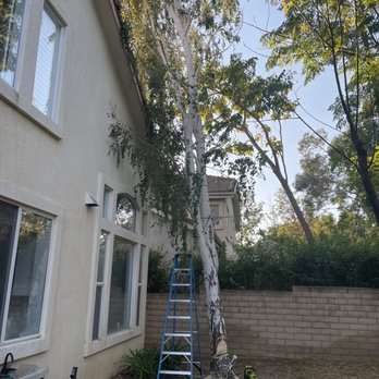 A&J Tree - Before they came - Tree Services Near Me