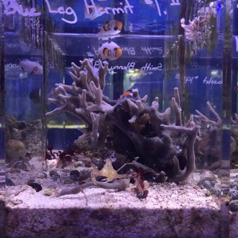 Splash Aquarium - Unique saltwater crab i have never seen before - Local Fish Stores Near Me - Sacramento, California Splash Aquarium - Unique saltwater crab i have never seen before - Local Fish Stores Near Me - Sacramento, California