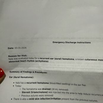 Veterinary Emergency Group - Other ER pet hospital stating mild skin infection present from previous sutures done by Dr. Smith. - Emergency Pet Hospital Near Me - Oceanside, California Veterinary Emergency Group - Other ER pet hospital stating mild skin infection present from previous sutures done by Dr. Smith. - Emergency Pet Hospital Near Me - Oceanside, California