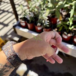 Armstrong Garden Centers