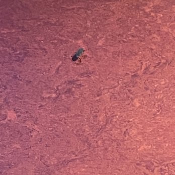 Bone Daddy's - Some bug that appeared out of nowhere. We suspect it was in our food. We were told they have a "bug problem". Very reassuring! - Barbeque Near Me - Arlington, Texas Bone Daddy's - Some bug that appeared out of nowhere. We suspect it was in our food. We were told they have a "bug problem". Very reassuring! - Barbeque Near Me - Arlington, Texas
