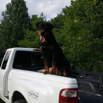 Raber's Rottweilers - Male Rottweiler from Raber's Rottweilers Gunner Vom Greff - Pet Breeders Near Me - Montgomery, Indiana Raber's Rottweilers - Male Rottweiler from Raber's Rottweilers Gunner Vom Greff - Pet Breeders Near Me - Montgomery, Indiana