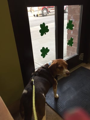 Carroll Gardens Veterinary Group by null