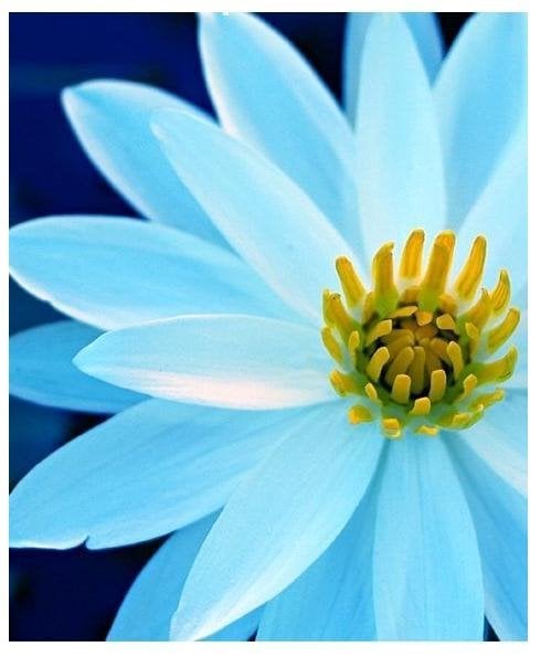Lotus Seeds Therapy Logo