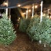 Dave's Christmas Tree Lot gift card