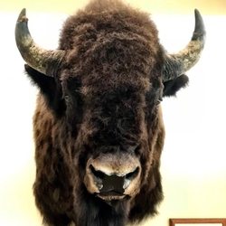 Old 29 Cafe - Oneida Farms Buffalo