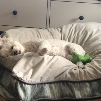 Texas Veterinary Hospital - My Lillie - Veterinarians Near Me - San Antonio, Texas