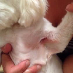 Pet Palace - Cut her multiple times and failed to tell me. Will not be going back