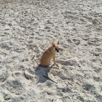 Davis Island Dog Beach - Dog Parks Near Me - Tampa, Florida Davis Island Dog Beach - Dog Parks Near Me - Tampa, Florida