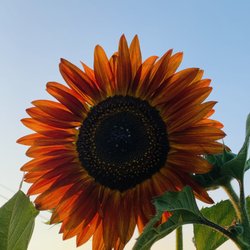 Folck Winery - Sunflower time, we love sunflowers