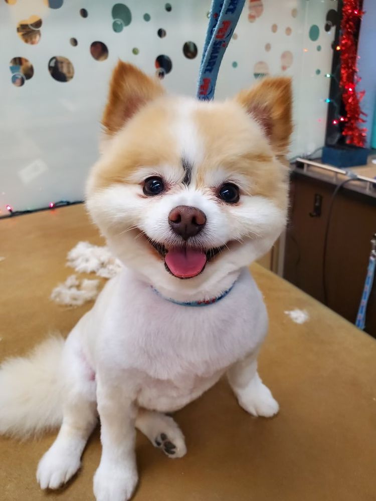 TOP PAW QUALITY 19 Photos 107 Three Rivers E, Fort Wayne, Indiana