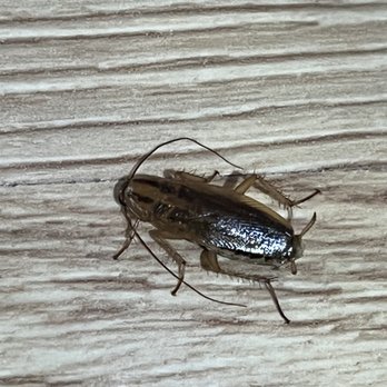 Honeywell's Pest Control - German roaches - Pest Control Near Me Honeywell's Pest Control - German roaches - Pest Control Near Me