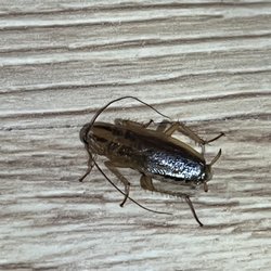 Honeywell's Pest Control - German roaches
