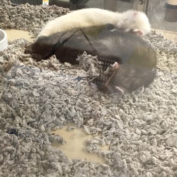 Petco - Ferrets. Very cute! - Pet Training Near Me - Patchogue, New York