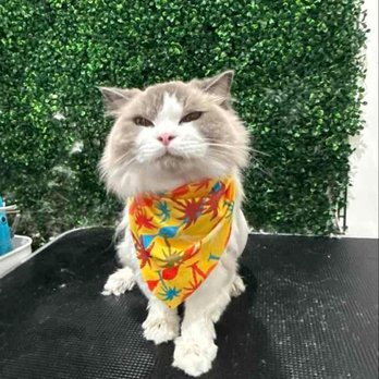 Doggy Cat Boutique - Pet Stores Near Me - Lomita, California Doggy Cat Boutique - Pet Stores Near Me - Lomita, California
