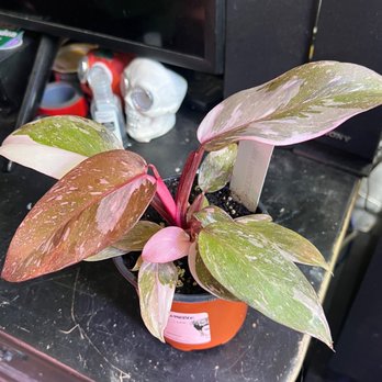 Frida's - Pink Princess Marble! - Nurseries & Gardening Near Me - Melbourne, Florida