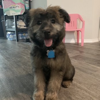 Petco - Puppy - Pet Stores Near Me - San Antonio, Texas