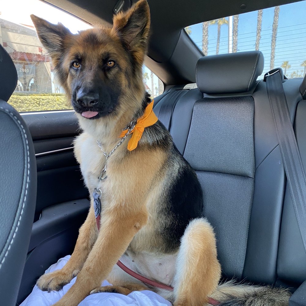 Wag Hotels - Carson - Pet Training Near Me - Carson, California Wag Hotels - Carson - Pet Training Near Me - Carson, California