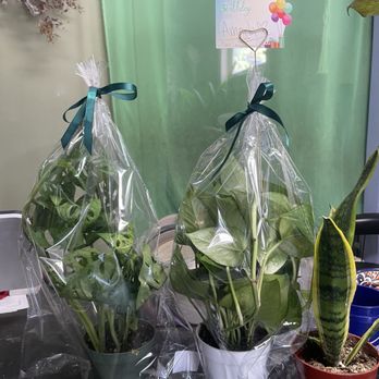 Ms.Succulent - Birthday Succulents!! - Florists Near Me - Los Angeles, California Ms.Succulent - Birthday Succulents!! - Florists Near Me - Los Angeles, California